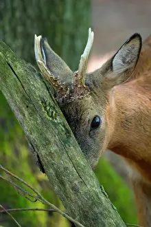 Roebuck: Roebuck, Lower Saxony, Germany, Europe