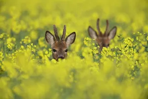 Roebuck: Roebuck in the rape