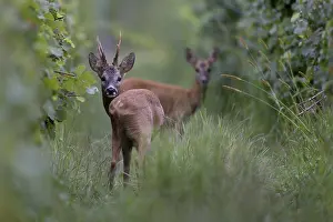Buck: Roebuck in the rut, Biburg leaf time