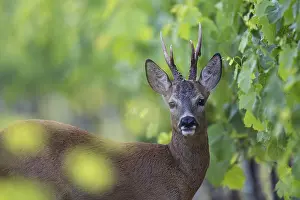 Vine: Roebuck in the vineyard in summer