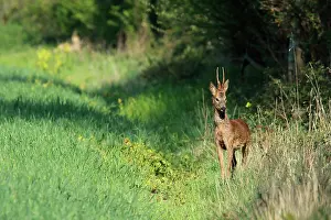 Roedeer: Roedeer (Capreolus capreolus) buck at the edge of