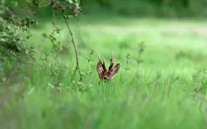 Roedeer: Roedeer (Capreolus capreolus) buck in grass, Normandy