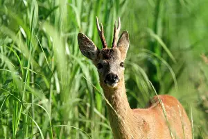 Roedeer: Roedeer (Capreolus capreolus) buck in grass, Normandy