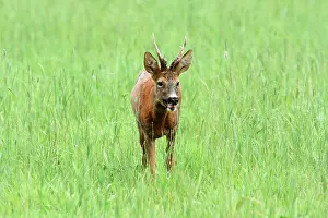Roedeer: Roedeer (Capreolus capreolus) buck in grass, Normandy