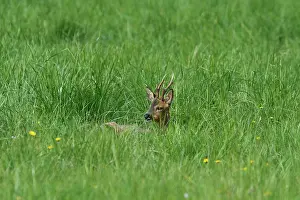 Cervid: Roedeer (Capreolus capreolus) buck lying in grass