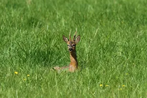 Cervid: Roedeer (Capreolus capreolus) buck lying in grass