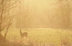 Roedeer: Roedeer (Capreolus capreolus) buck in mist, Normandy