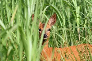Roedeer: Roedeer (Capreolus capreolus) female in tall grass
