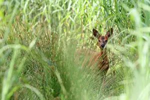 Roedeer: Roedeer (Capreolus capreolus) female in tall grass