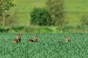 Cyperales: Roedeer (Capreolus capreolus) in green wheat, Normandy