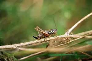 Alan Greensmith: Roesel's bush-cricket