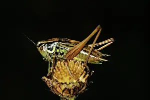 Crickets: Roesel's bush-cricket
