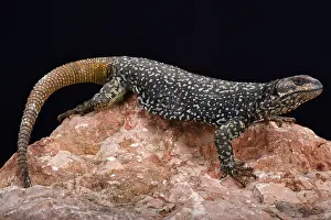 Mendoza: Roig's mountain lizard (Phymaturus roigorum), Mendoza