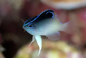 Damsel: Rolland's Demoiselle