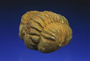 Rolled: Rolled Trilobite