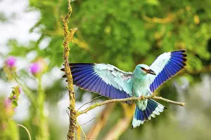 Garrulus: Roller (Coracius garrulus) Hungary