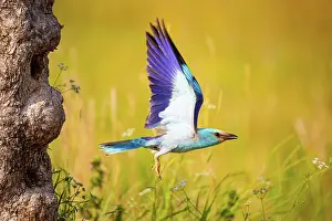 Garrulus: Roller (Coracius garrulus) Hungary