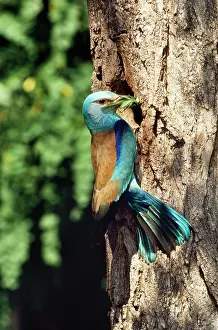 Guy Robbrecht: Roller - at nest with food in beak