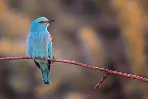 Hunt: Roller sitting on branch and lurking for prey, sunrise