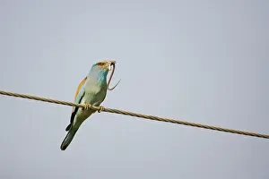 Wires: Roller - On wires with grass snake