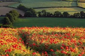 Anthony Harrison: Rolling English landscape of fields and woodland
