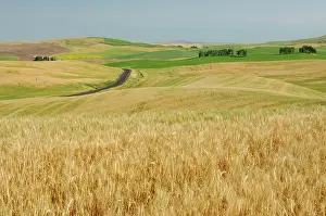 Acre: The rolling farmland of the Palouse, Washington