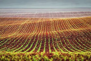 Moravia: Rolling fields of Moravia, Czech Republic, Europe