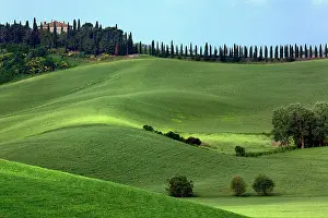 Freshness: Rolling fields and row of cypress trees