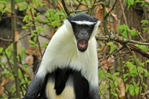 Guenon: Roloway Monkey / Diana Guenon / Diana Monkey -