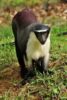 Guenon: Roloway Monkey / Diana Guenon / Diana Monkey