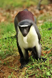 Guenon: Roloway Monkey / Diana Guenon / Diana Monkey