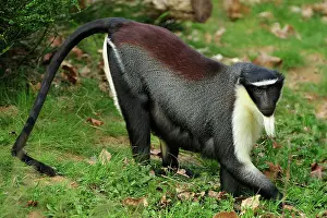 Guenon: Roloway Monkey / Diana Guenon / Diana Monkey