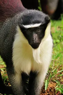 Guenon: Roloway Monkey / Diana Guenon / Diana Monkey