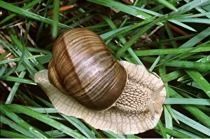 Roman: Roman / Edible SNAIL