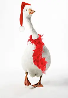 Boas: Roman Goose