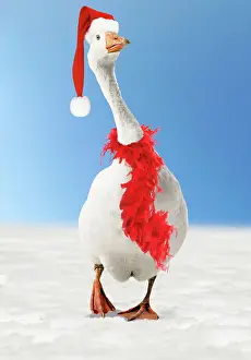 Boas: Roman Goose