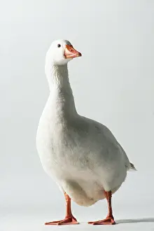 Roman: ROMAN GOOSE - Domestic