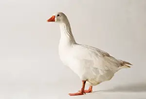 Roman: ROMAN GOOSE - Domestic