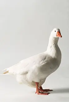 Roman: ROMAN GOOSE - Domestic