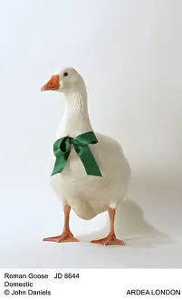 Ribbons: Roman GOOSE - with green bow