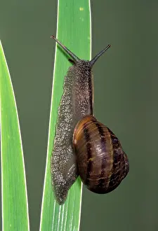 Helix: Roman Snail