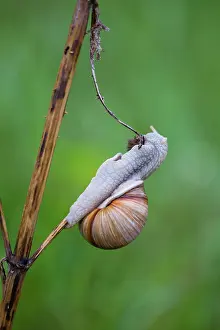 Helix: Roman Snail / Edible Snail, eating dead thistle