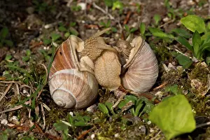 Helix: Roman Snaill (Helix pomatia) mating. Allindelille