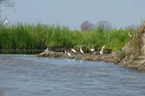 Tulcea: Romania, Dobrudgea region, Tulcea, Danube
