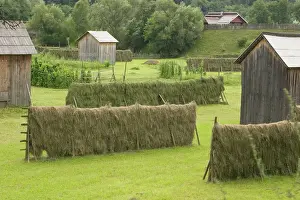 Gavriel: Romania, Maramures, Fresh harvest Hay drying