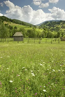 Transylvania: Romania, Maramures, Fresh harvest Hay drying