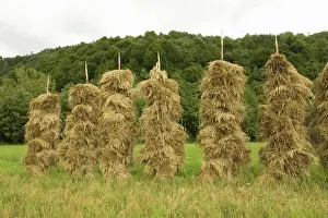 Stacks: Romania, Transilvania, Barley stacks