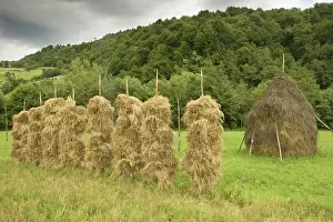 Stacks: Romania, Transilvania, Barley stacks