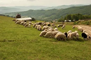 Transylvania: Romania, Transilvania, Carpatian Mountains