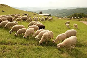Transylvania: Romania, Transilvania, Carpatian Mountains